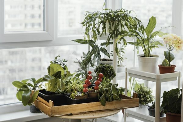 Keeping it real: how to tend to indoor plants